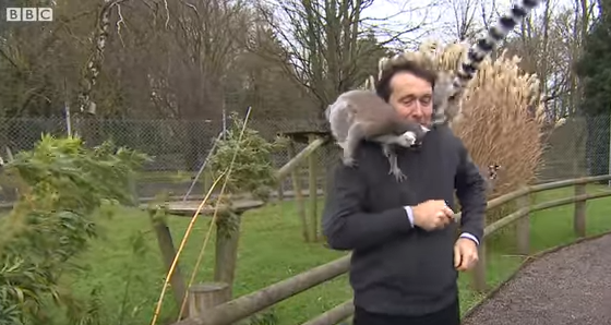 Група лемури нападнаха репортер от Би Би Си (ВИДЕО)