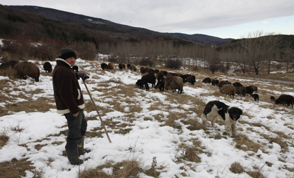 Изплащат над 760 млн. лв. на фермерите