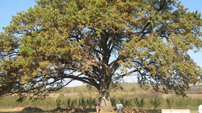 176 вековни гиганти красят Северозапада