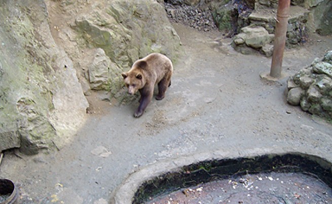 Две мечки заспаха, маймунките се топлят с дърва