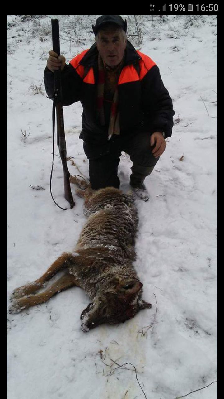С два вълка свърши ловът на глигани под Миджур