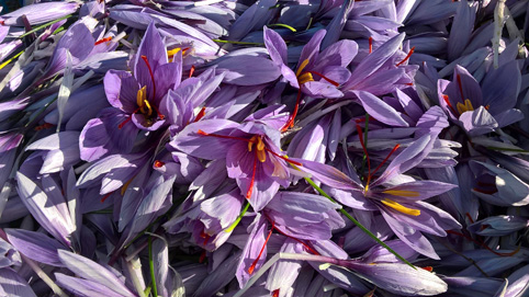 10 000 лв. печалба от декар шафран