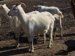 Общината глоби пловдивчанин, гледал кози над нормата