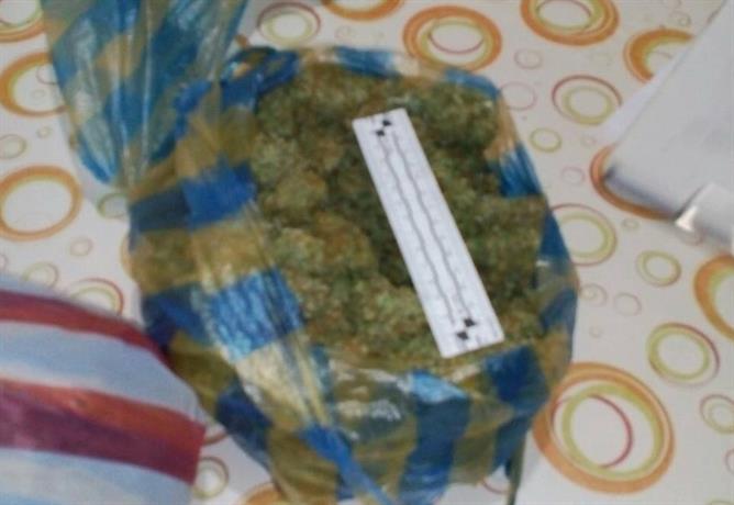 Разкриха наркооранжерия в Павликени