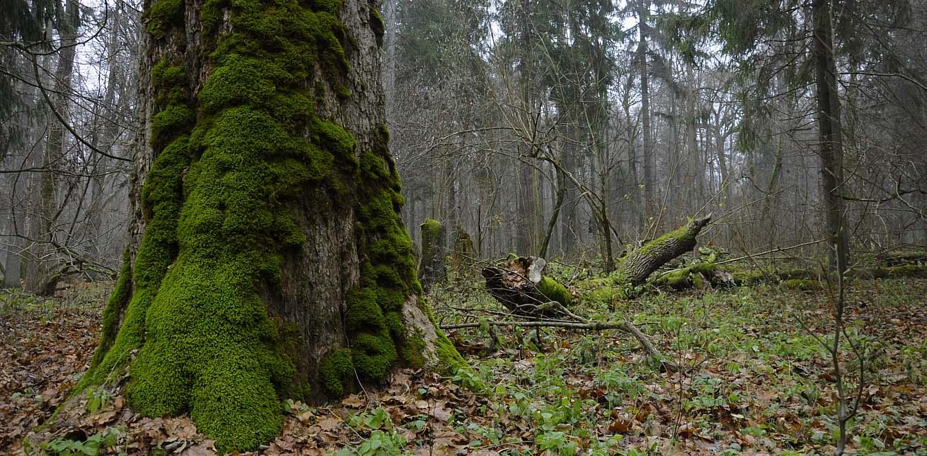 Граждани с 316 спешни сигнала до горските от Североизтока