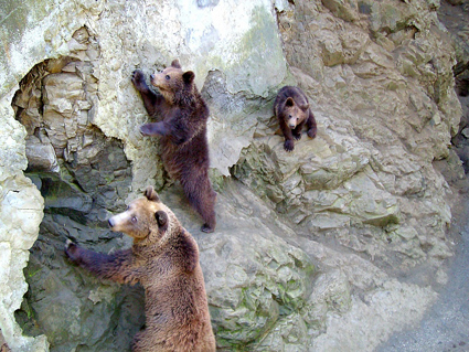 Нина от в Айтоския зоопарк най-сетне заспа