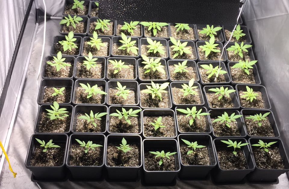 Разкриха наркооранжерия в Самоковско (ВИДЕО И СНИМКИ)