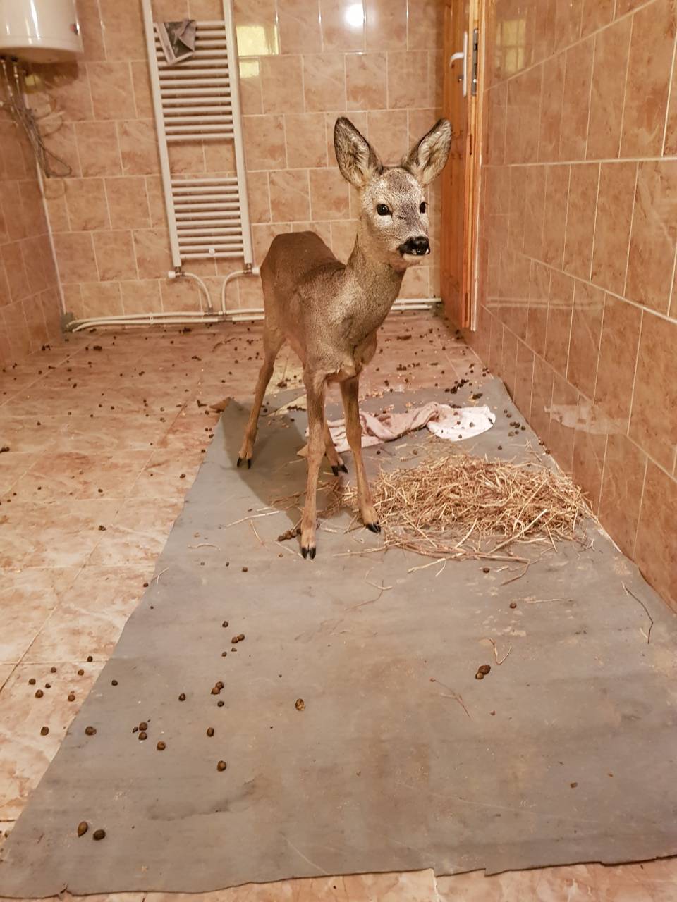 Горски спасиха сърна от канавка на пътя