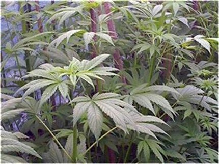 Кораб с 2 тона канабис бе заловен край остров Крит