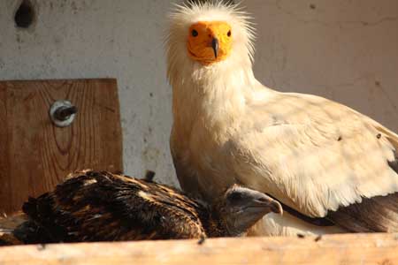 Излюпиха се два изключително редки "Египетски лешояда" в Столичния зоопарк