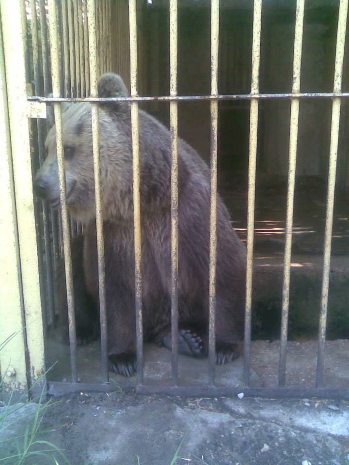 Мечок беглец вдигна на крак заопарка в Димитровград
