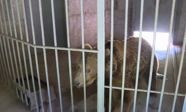 Две мечки избягаха от зоопарка в Димитровград