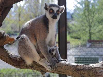 139 животни са родени в Столичния зоопарк през 2018 г.