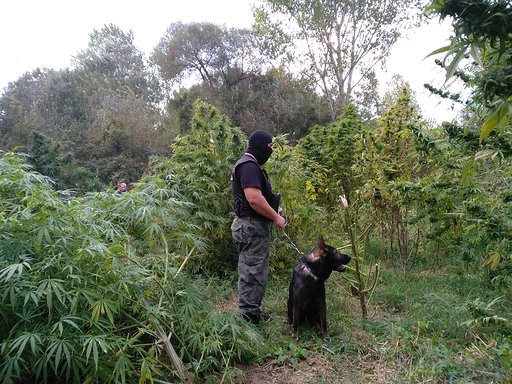 Отказаха свобода на ветеринар, въдил дрога