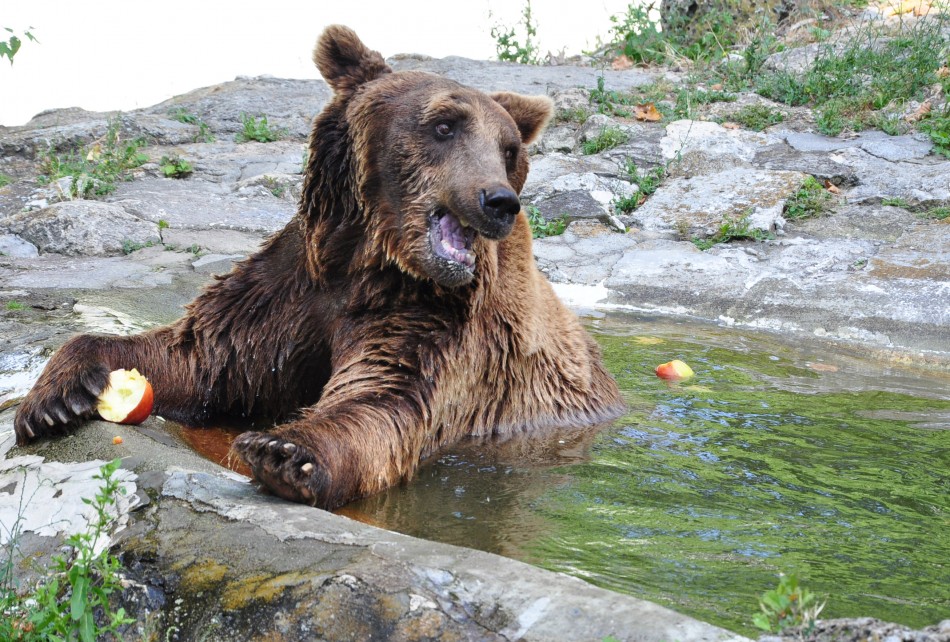 Баба Меца ще проспи 30-ия си рожден ден