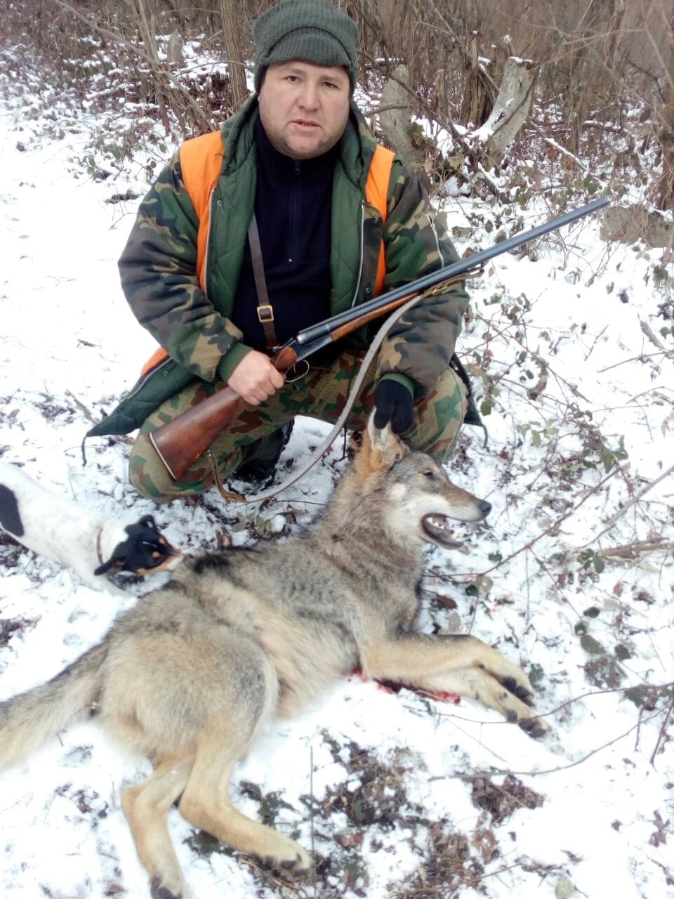 Ловци разбиха глутница вълци в Северозапада, повалиха два хищника