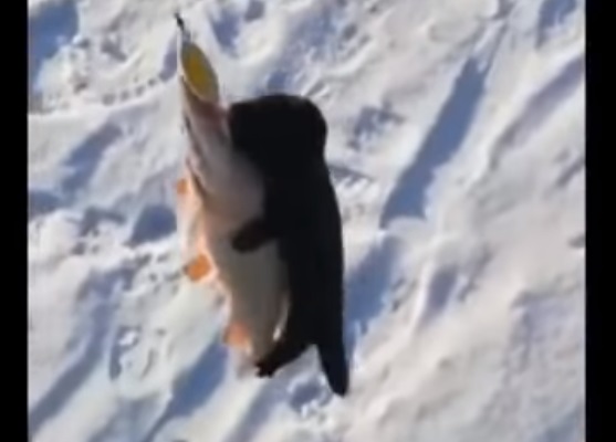 Норка се опита да вземе улова на руски рибари (ВИДЕО)