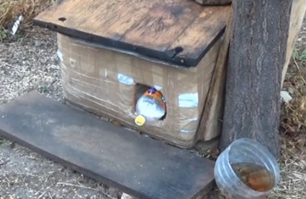 Мъж изхвърли куче от балкон на осеметажен блок