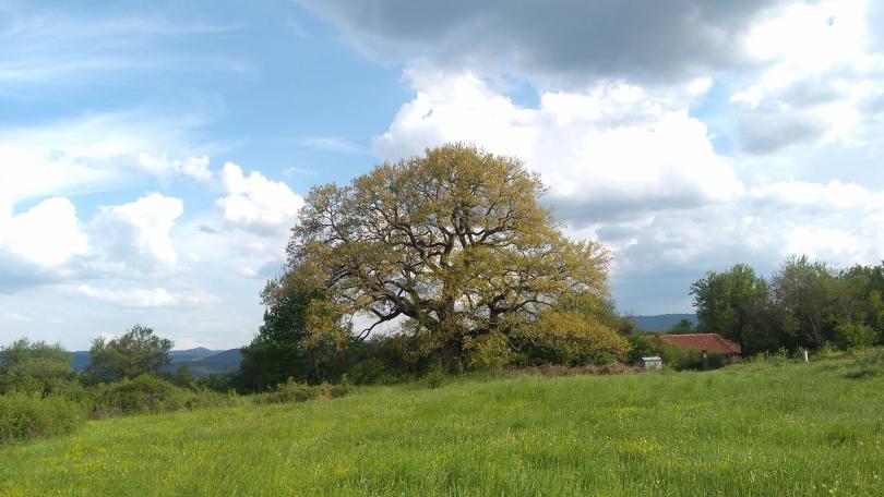 ​300-годишен дъб представя България в конкурса "Европейско дърво на годината"
