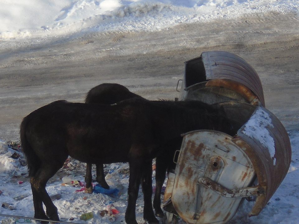 Шофьорка осъди община заради катастрофа с коне