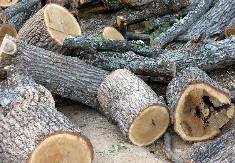 Издирват бракониери, повалили над 300 дървета в гора край Търново