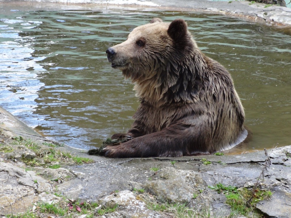 Откриха застреляна кафява мечка край самоковско село