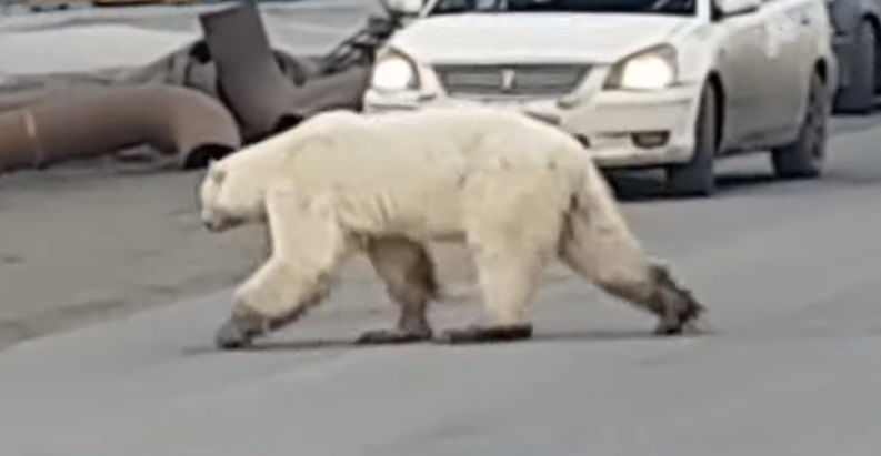 Полярна мечка се пресели в руски град (ВИДЕО)