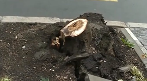 Камион събори дърво на бул. "Дондуков" на сантиметри от майка с количка