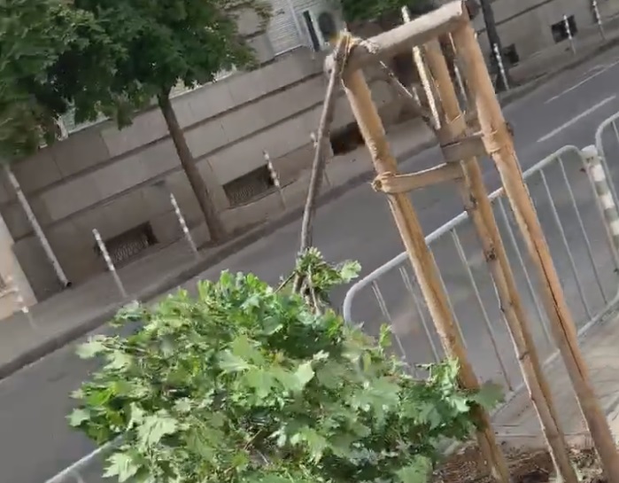 Прекършиха наскоро засадените дръвчета по тротоара на „Раковски“ (ВИДЕО)