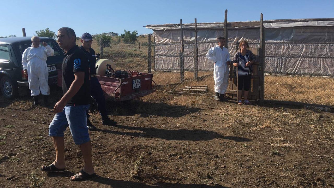 Загробиха 107 прасета в Зидарово
