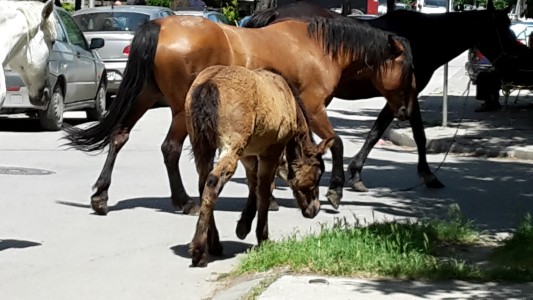 В Севлиевско пропищяха от свободно разхождащи се коне, общината взема мерки