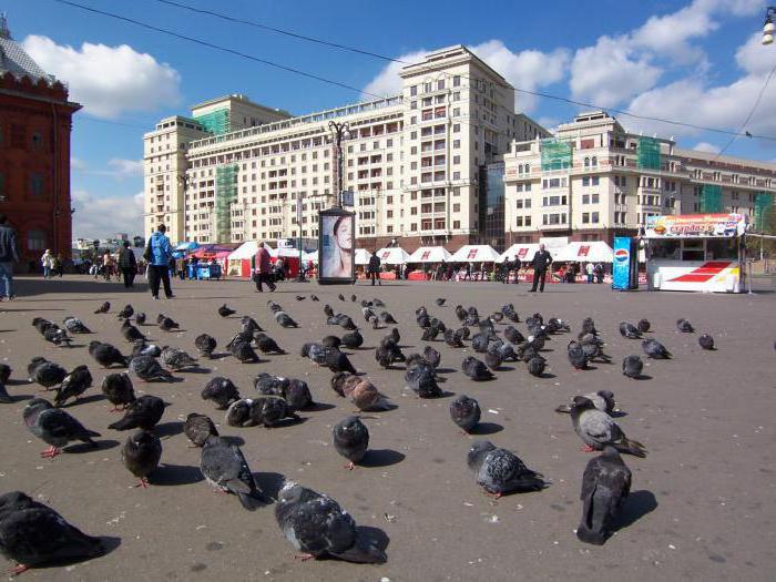 Властите в Москва забраниха на гражданите да хранят гълъбите