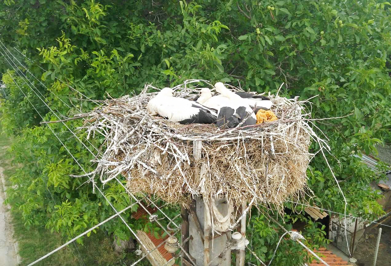 17 мъртви щъркела са открити до електропроводи край бургаско село