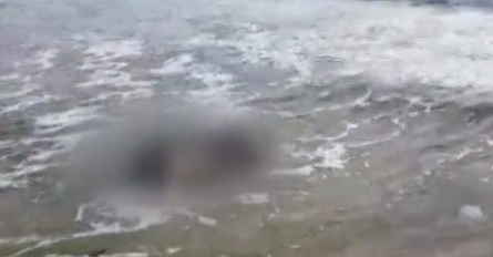 Мъртво прасе стресна плажуващи на "Градина"