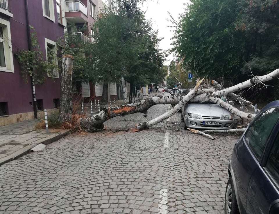 Дърво смачка кола в центъра на столицата