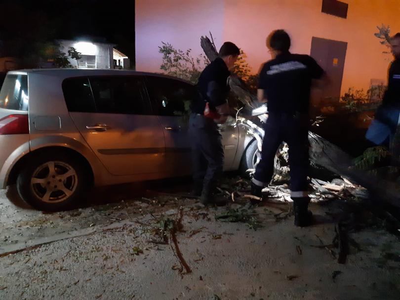 Дърво падна върху кола в Пловдив