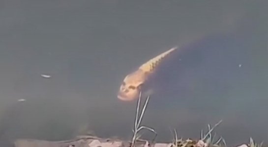 Риба с човешко лице плува в езеро в Китай (ВИДЕО)