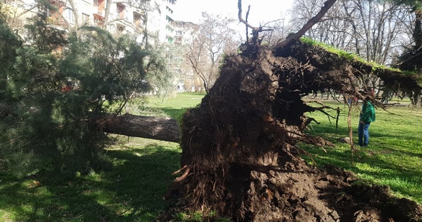 Силният вятър събори дърво в парка „Заимов”
