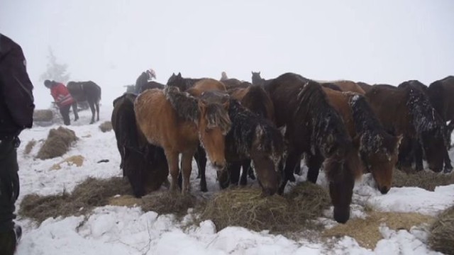Прокуратурата започна проверка на случая със загиналите коне в Осоговската планина