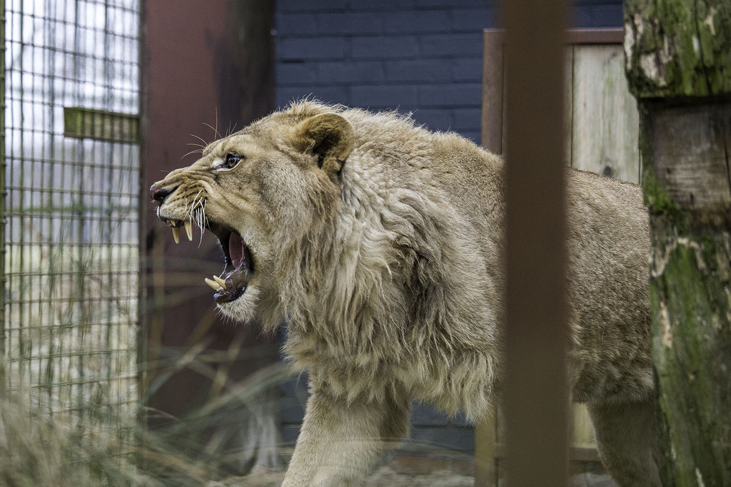 И лъвът Асен вече е приютен в Холандия