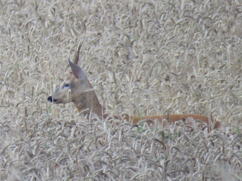 Шофьори удариха смъртоносно сръндак и кошута в Шуменско