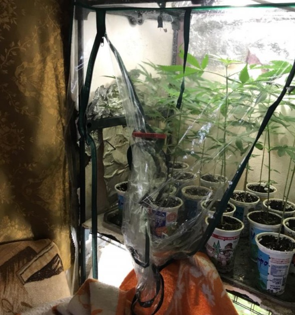Разкриха домашна наркооранжерия в Ботевград