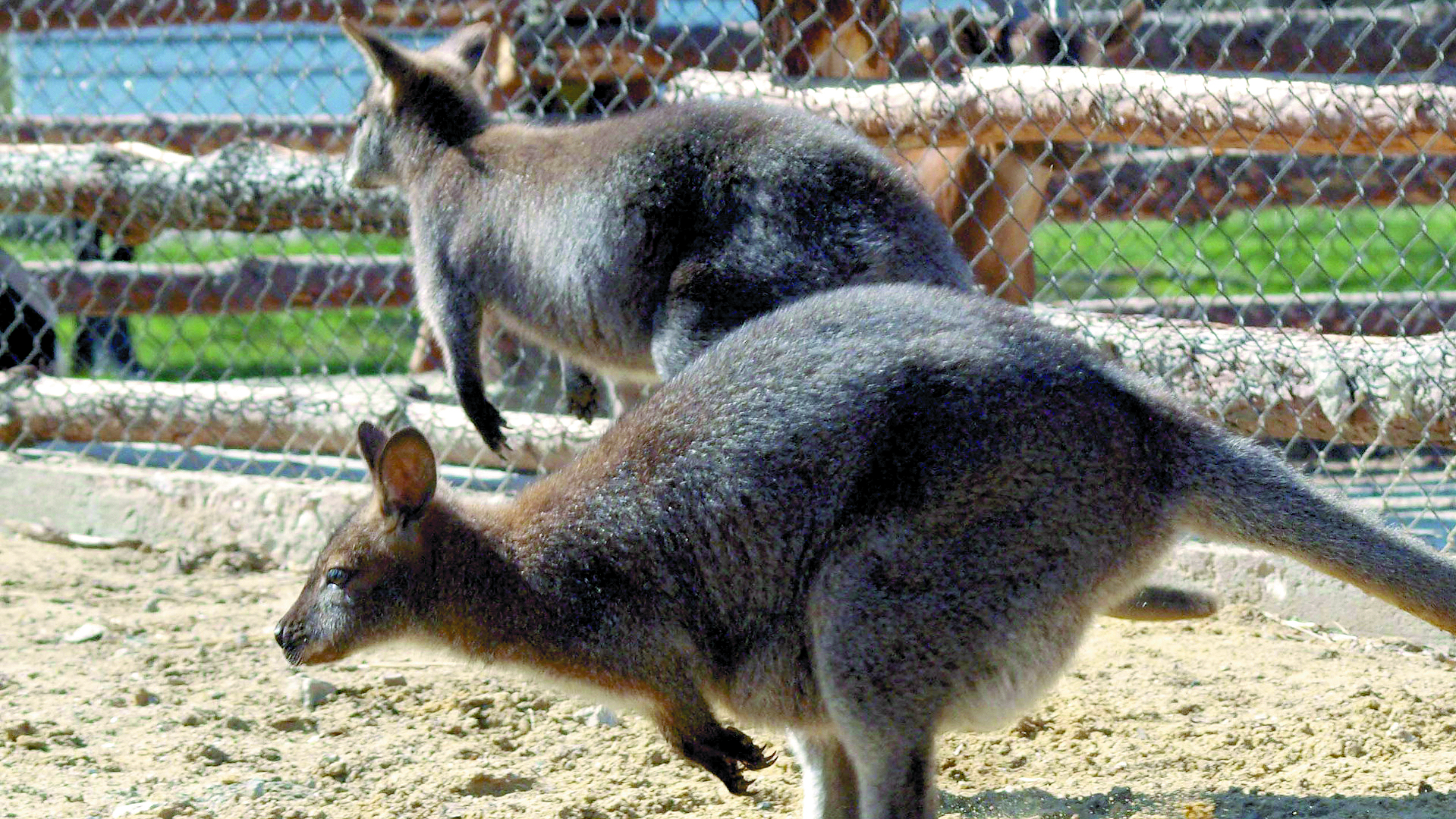 Кенгура нападат туристи в Австралия за моркови и плодове