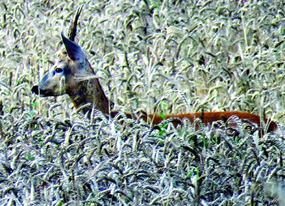 На лов за сръндаци в Североизтока