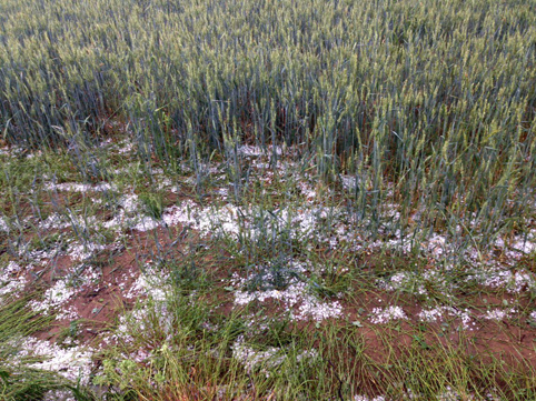 Дъждът разваля половината реколта от пшеница