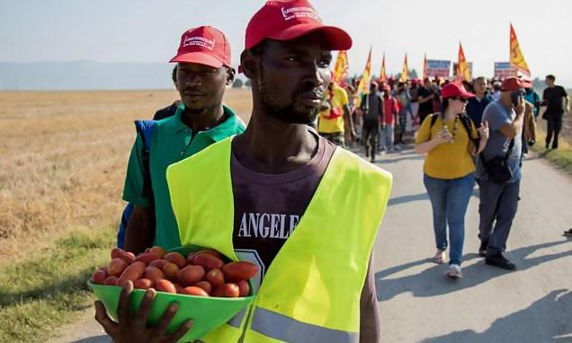 Чуждестранни берачи на домати протестират в Италия