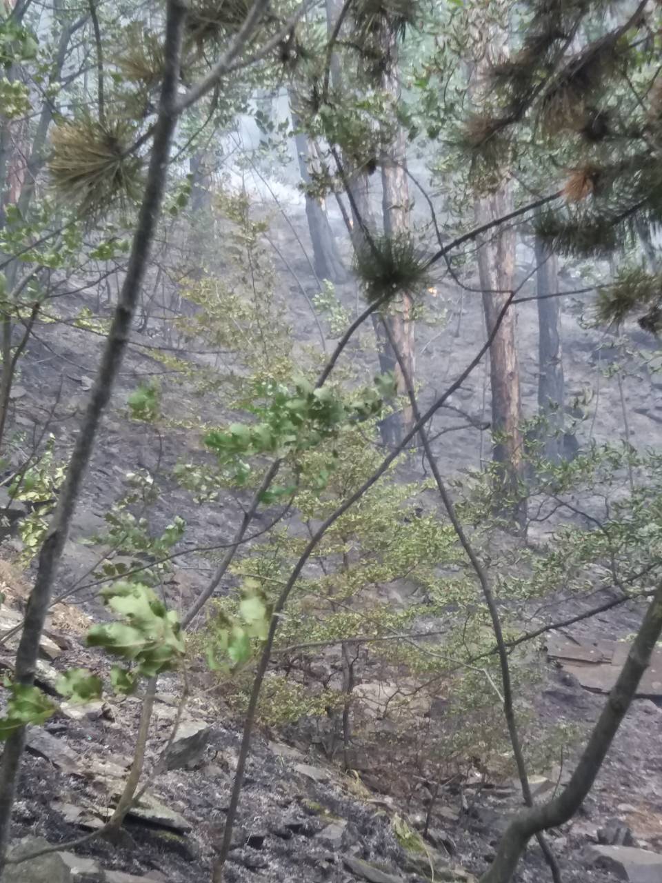Военнослужещи се включиха в потушаването на пожара край Карлово
