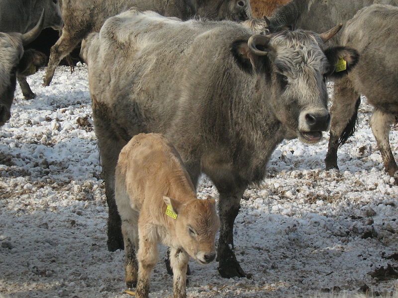 Първично огнище на туберкулоза по говедата е регистрирано във ферма край град Стрелча