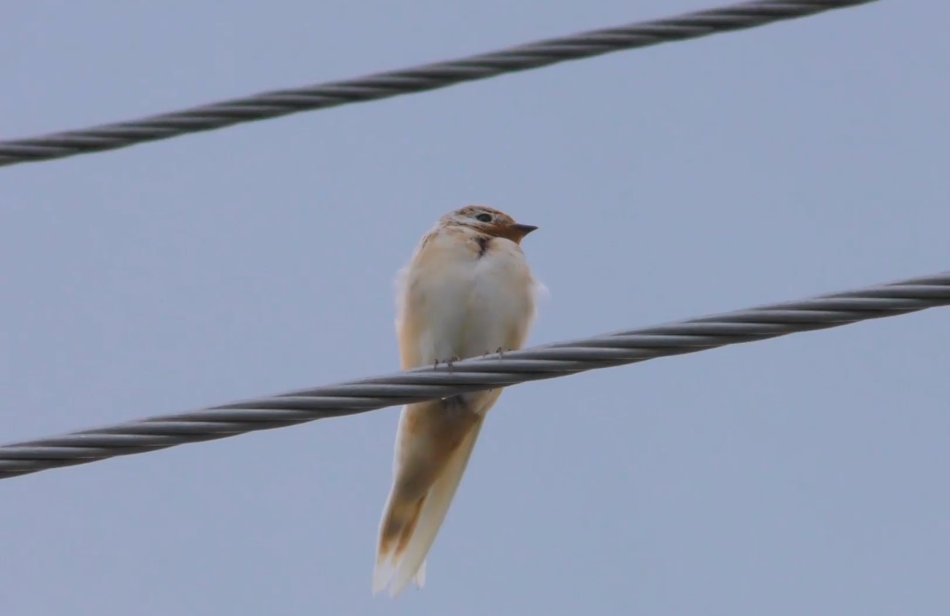 Бяла лястовица се появи в Стрелча (ВИДЕО)