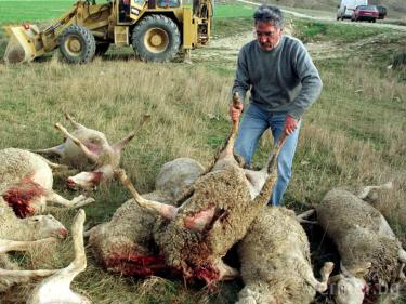 В Кресненско пропищяха от вълчи набези